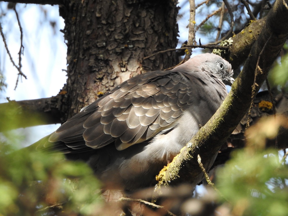 Spot-winged Pigeon (albipennis) - ML646237525