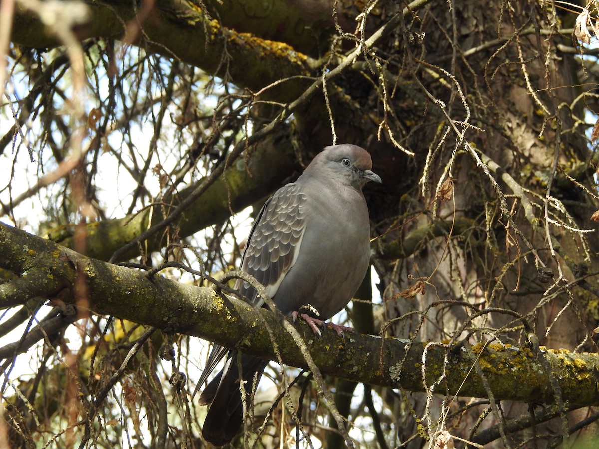 Spot-winged Pigeon (albipennis) - ML646237526