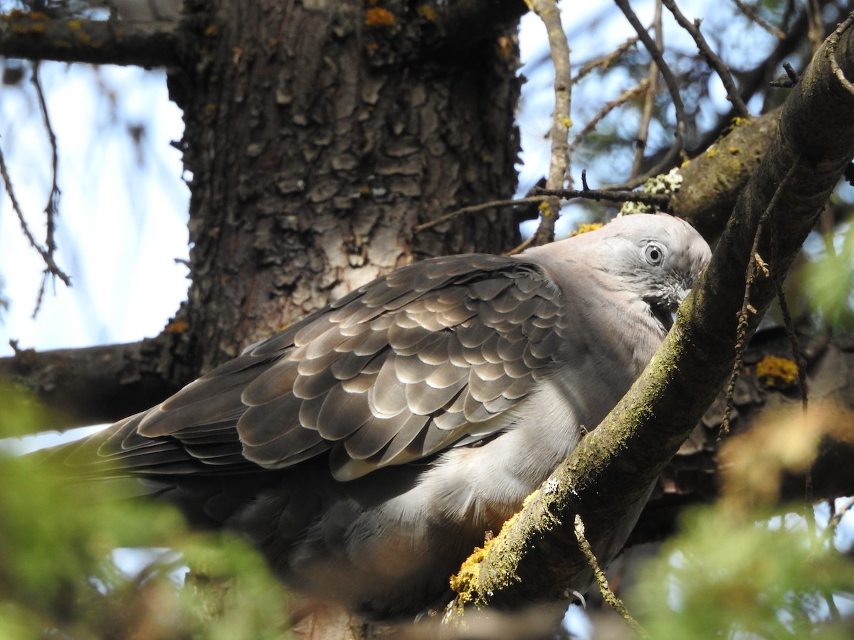 Spot-winged Pigeon (albipennis) - ML646237527