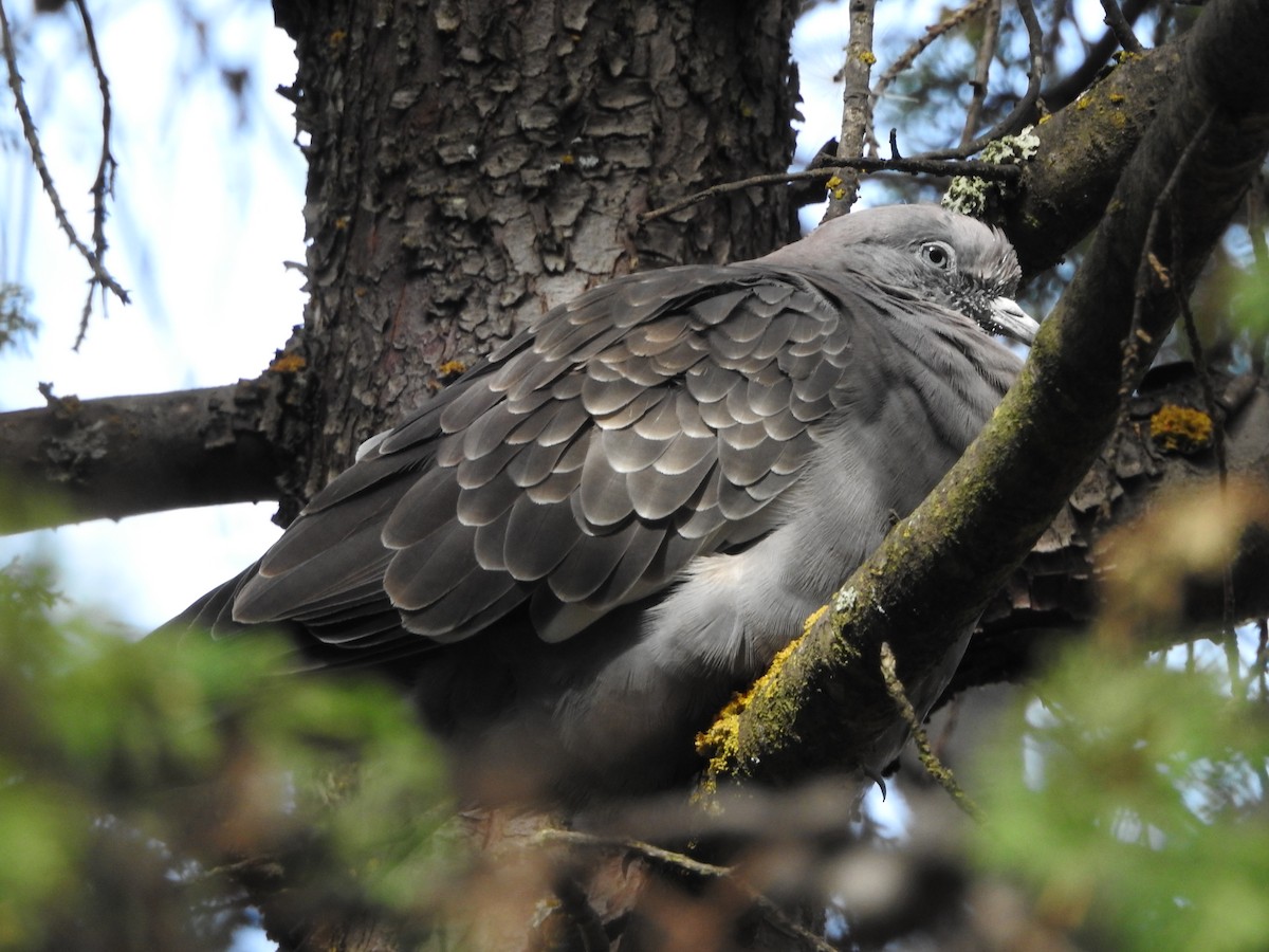 Spot-winged Pigeon (albipennis) - ML646237528