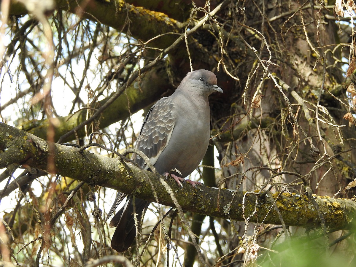 Spot-winged Pigeon (albipennis) - ML646237529