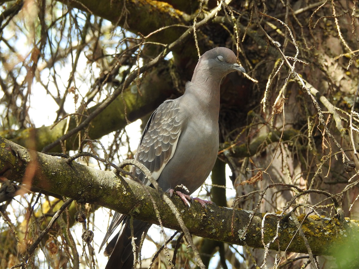 Spot-winged Pigeon (albipennis) - ML646237530