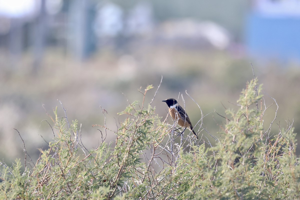 European Stonechat - ML646237531