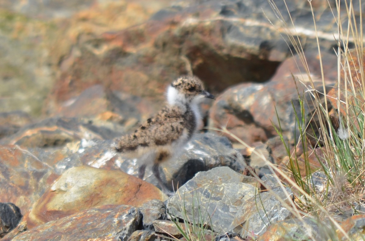 Southern Lapwing - ML646237534