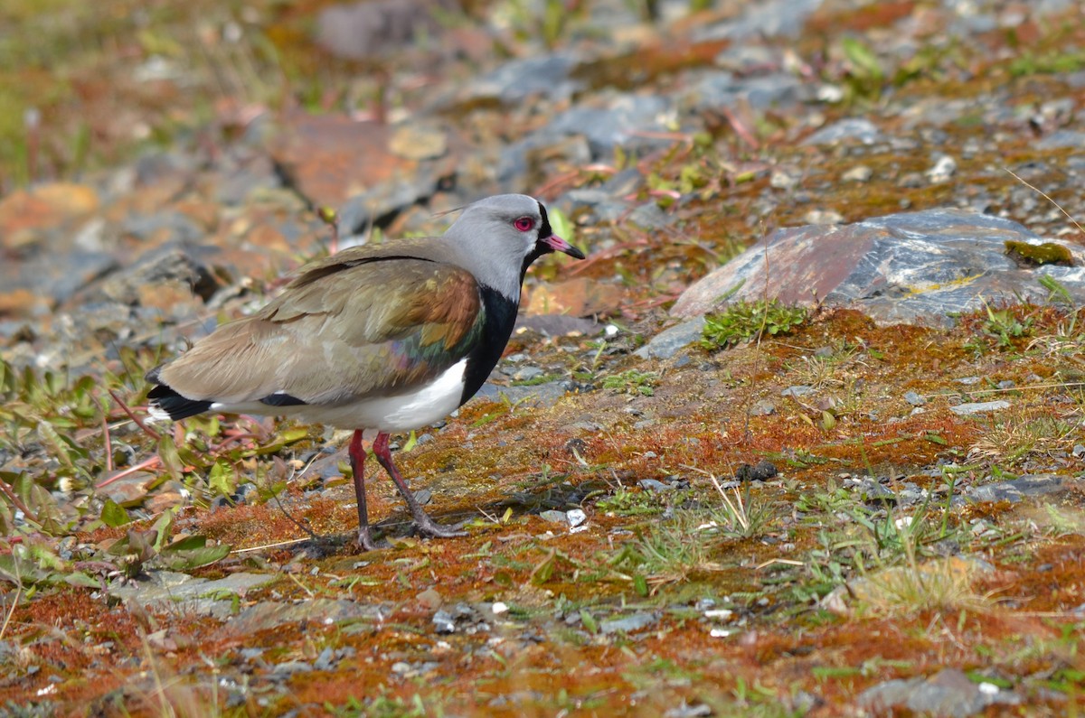 Southern Lapwing - ML646237535