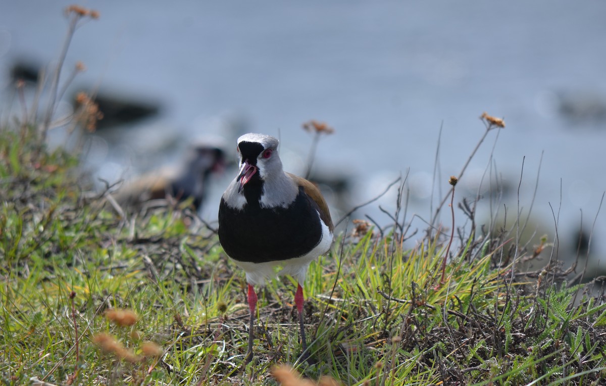 Southern Lapwing - ML646237536