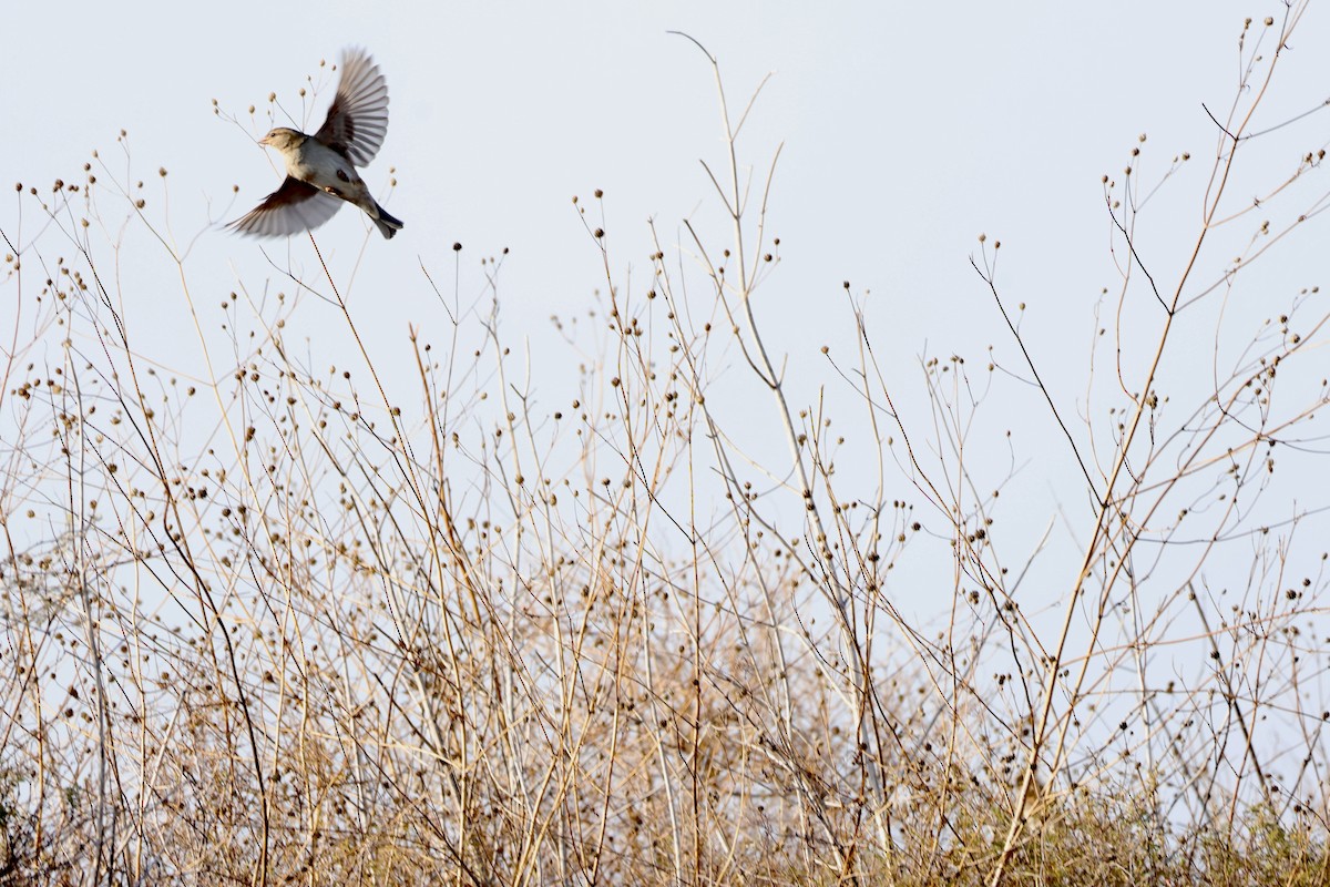 House Sparrow - ML646237538