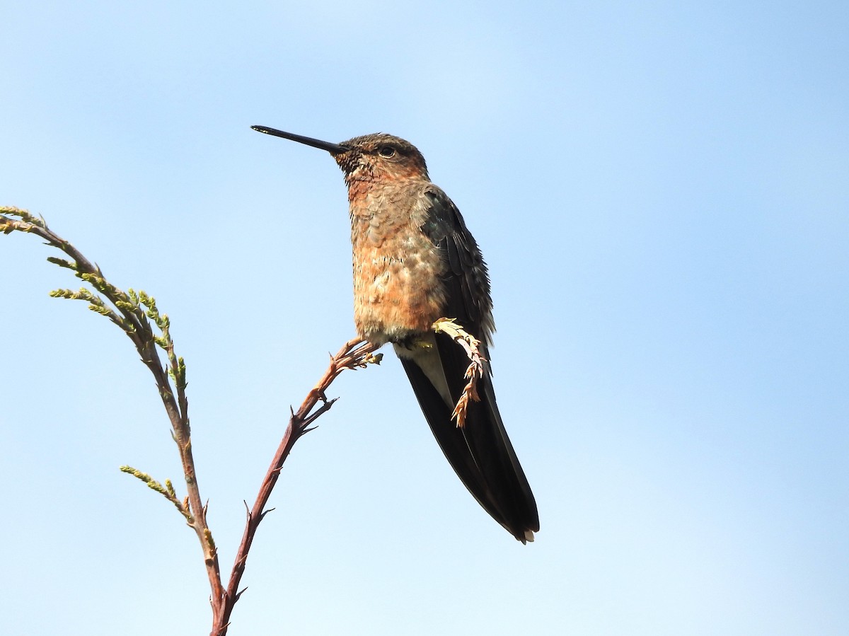 Giant Hummingbird - ML646237546
