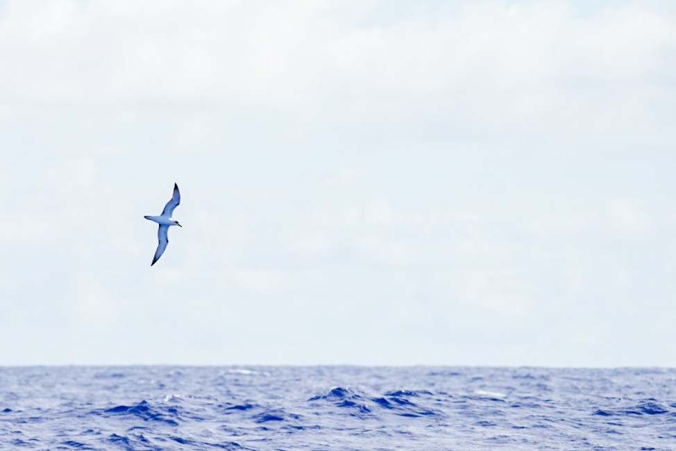 Juan Fernandez Fırtınakuşu - ML646237550