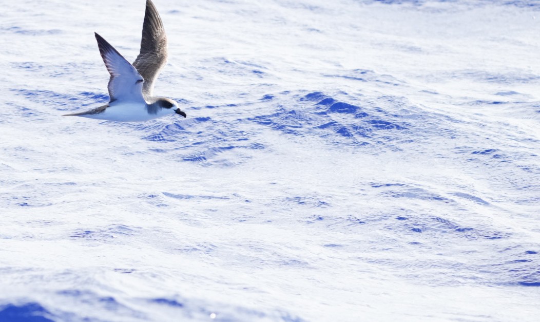 Juan Fernandez Fırtınakuşu - ML646237551