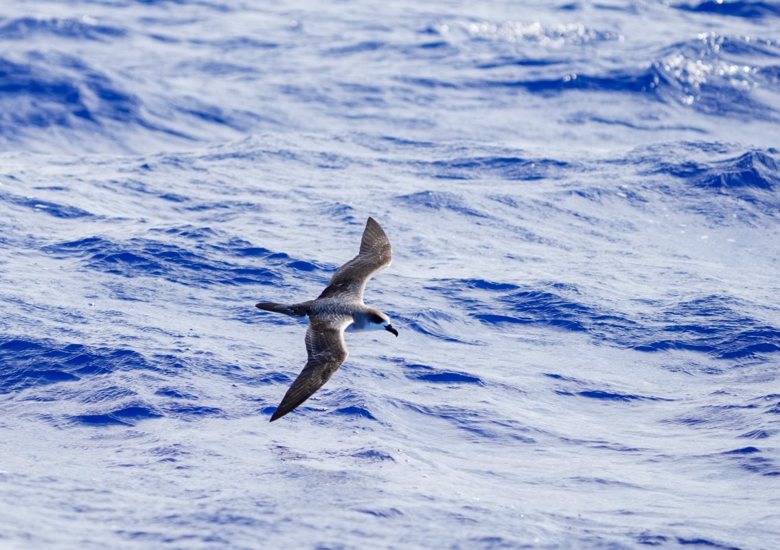 Juan Fernandez Fırtınakuşu - ML646237552