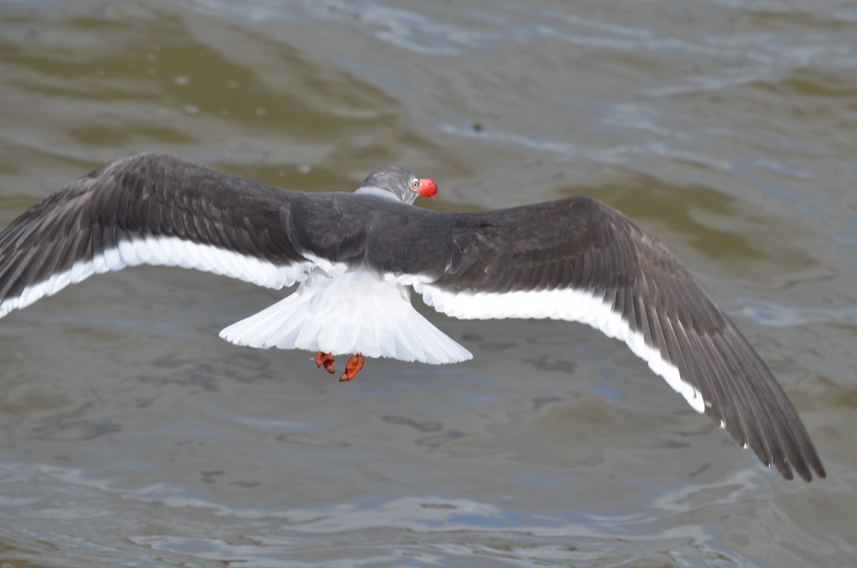 Dolphin Gull - ML646237553