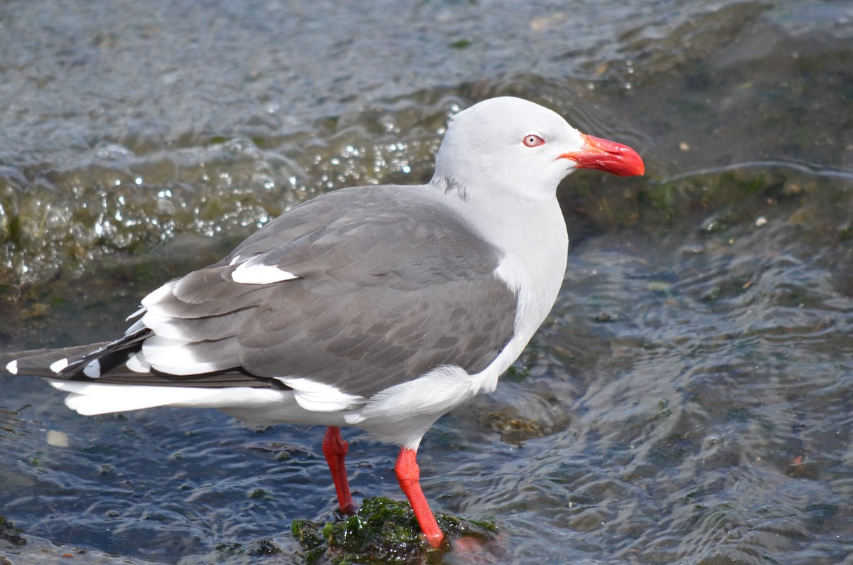Dolphin Gull - ML646237554