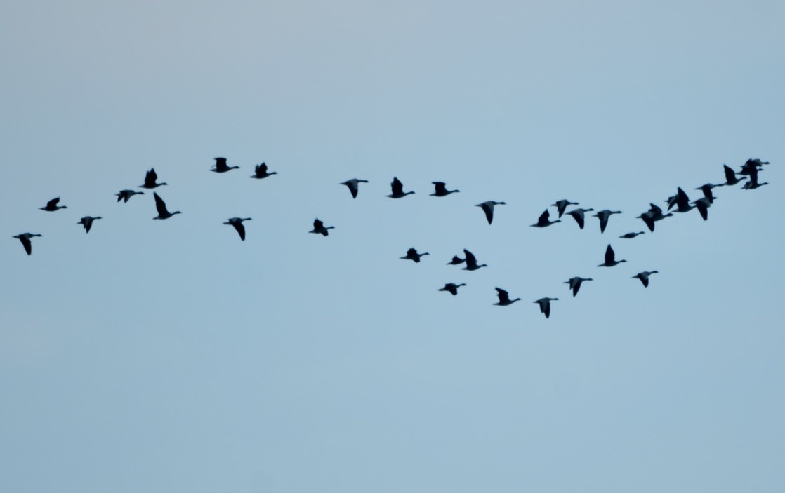 Pink-footed Goose - ML646237556