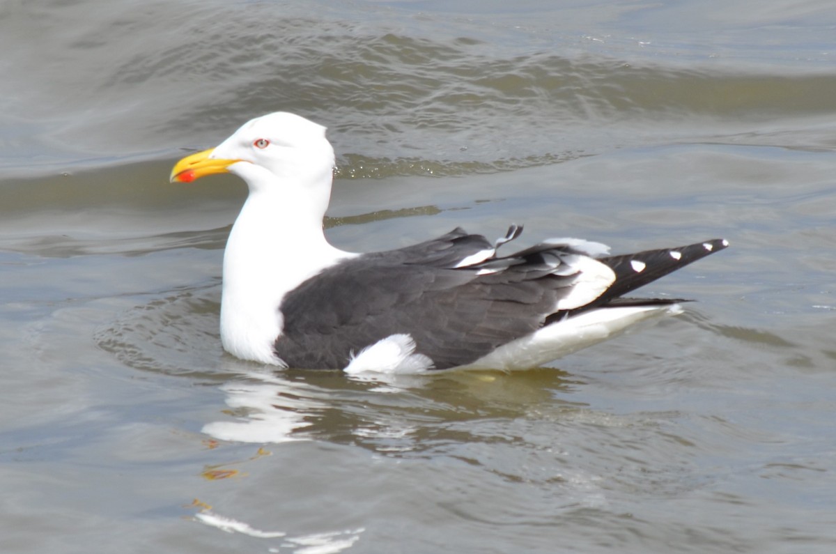 Kelp Gull - ML646237574
