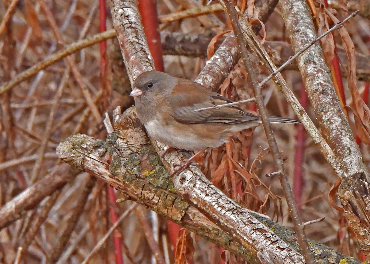 Dark-eyed Junco - ML646237576