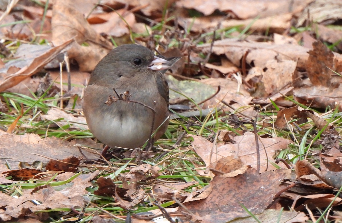 Dark-eyed Junco - ML646237577