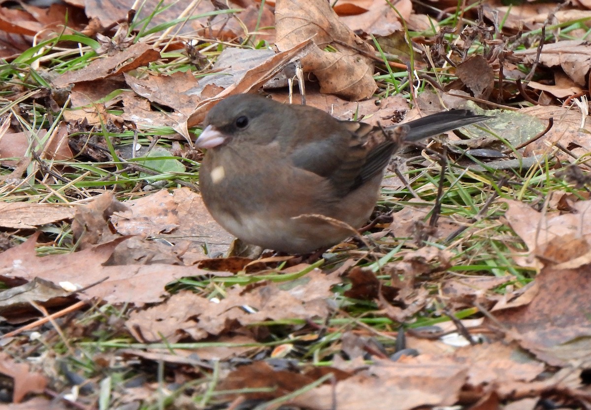 Dark-eyed Junco - ML646237578
