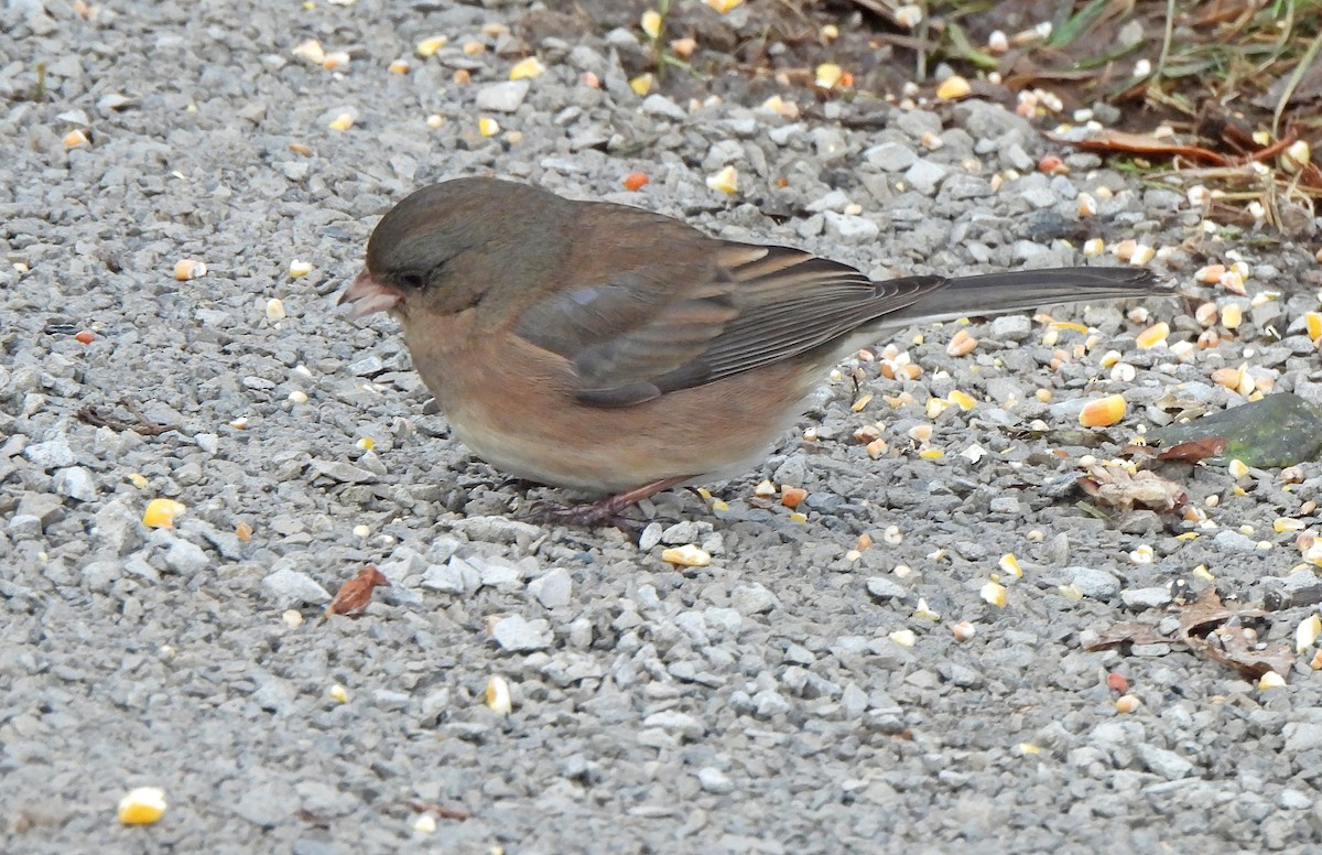 Dark-eyed Junco - ML646237579