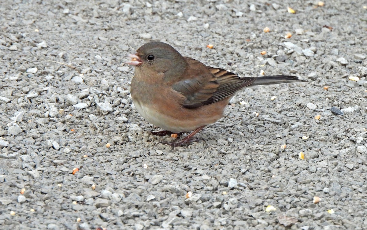 Dark-eyed Junco - ML646237580