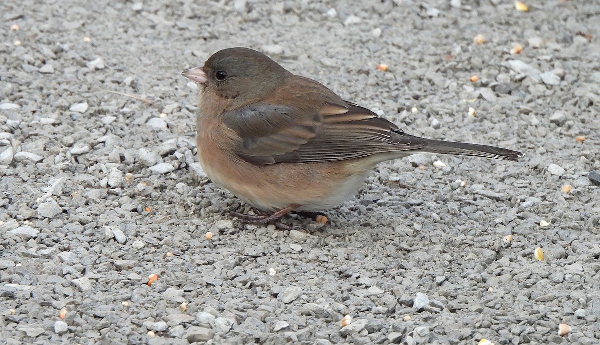 Dark-eyed Junco - ML646237581