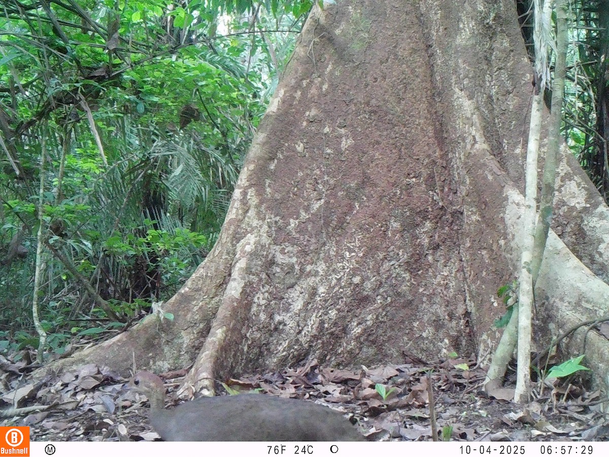 Great Tinamou - ML646237583