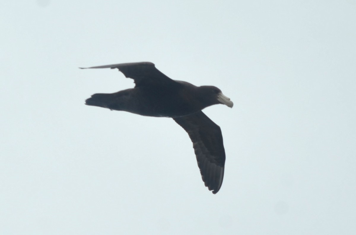 sørkjempepetrell - ML646237584