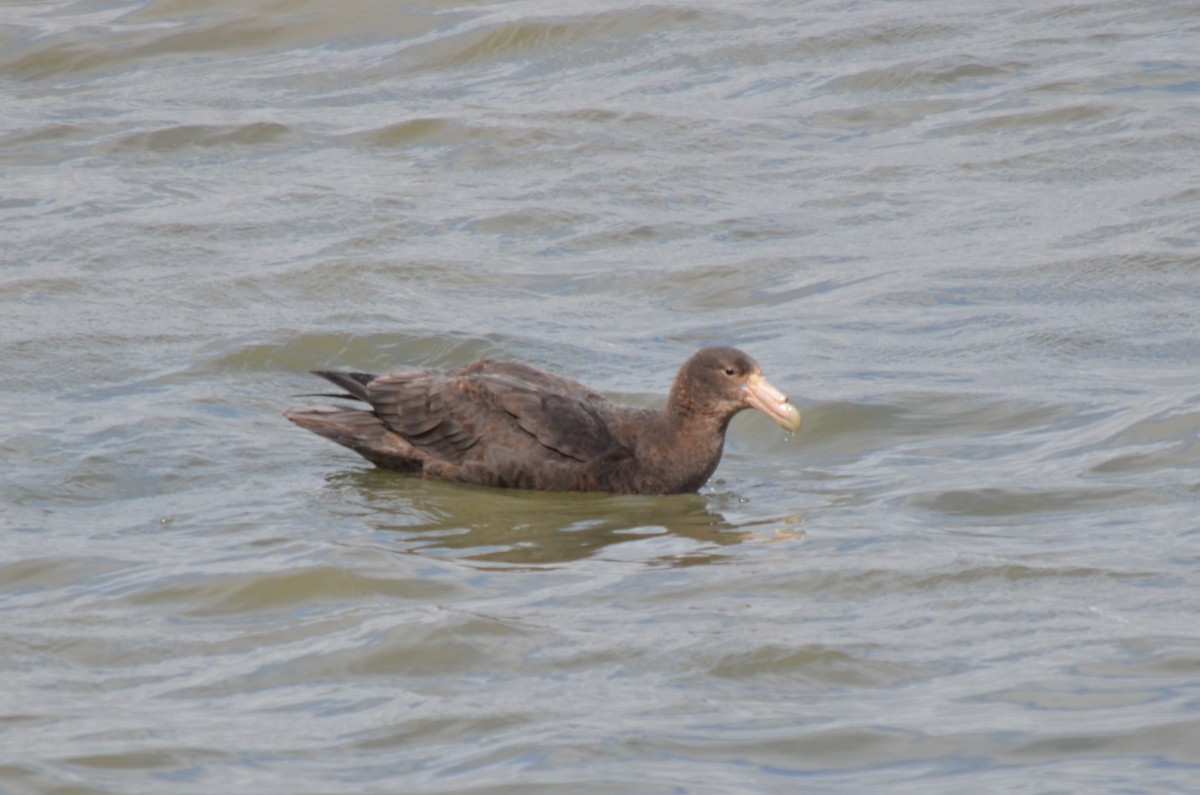 sørkjempepetrell - ML646237585