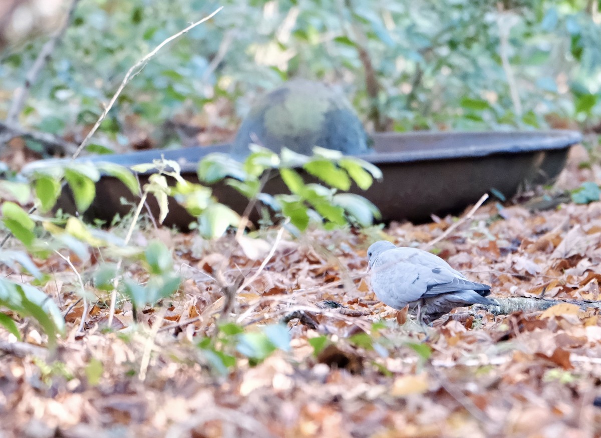 Stock Dove - ML646237586