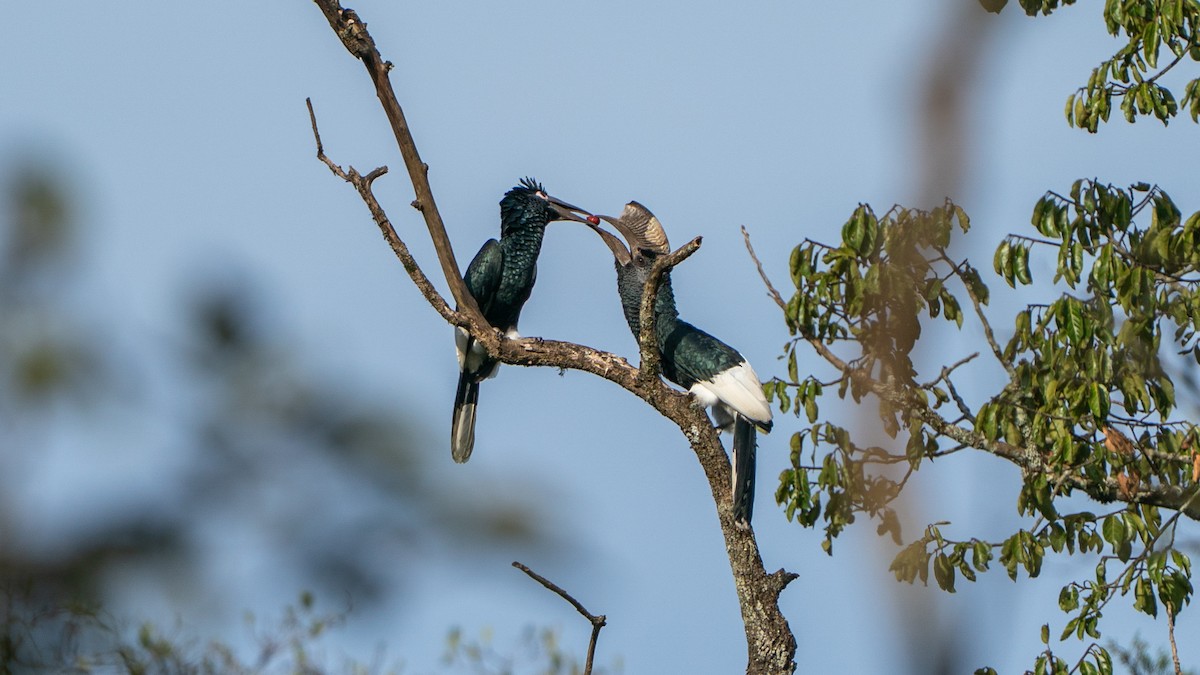 Black-and-white-casqued Hornbill - ML646237587