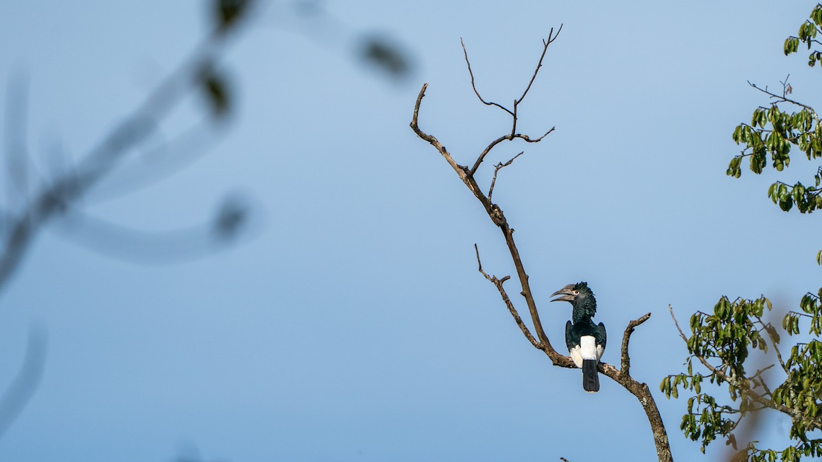 Black-and-white-casqued Hornbill - ML646237590