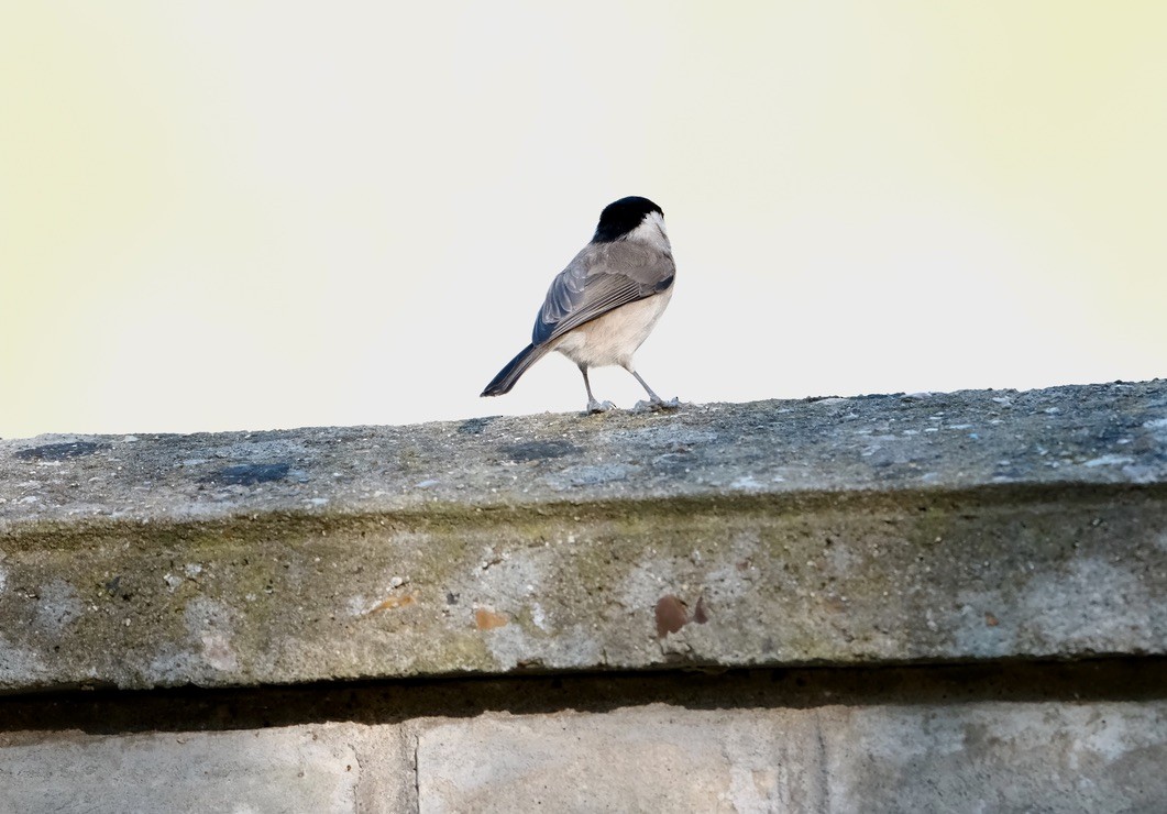 Marsh Tit - ML646237592