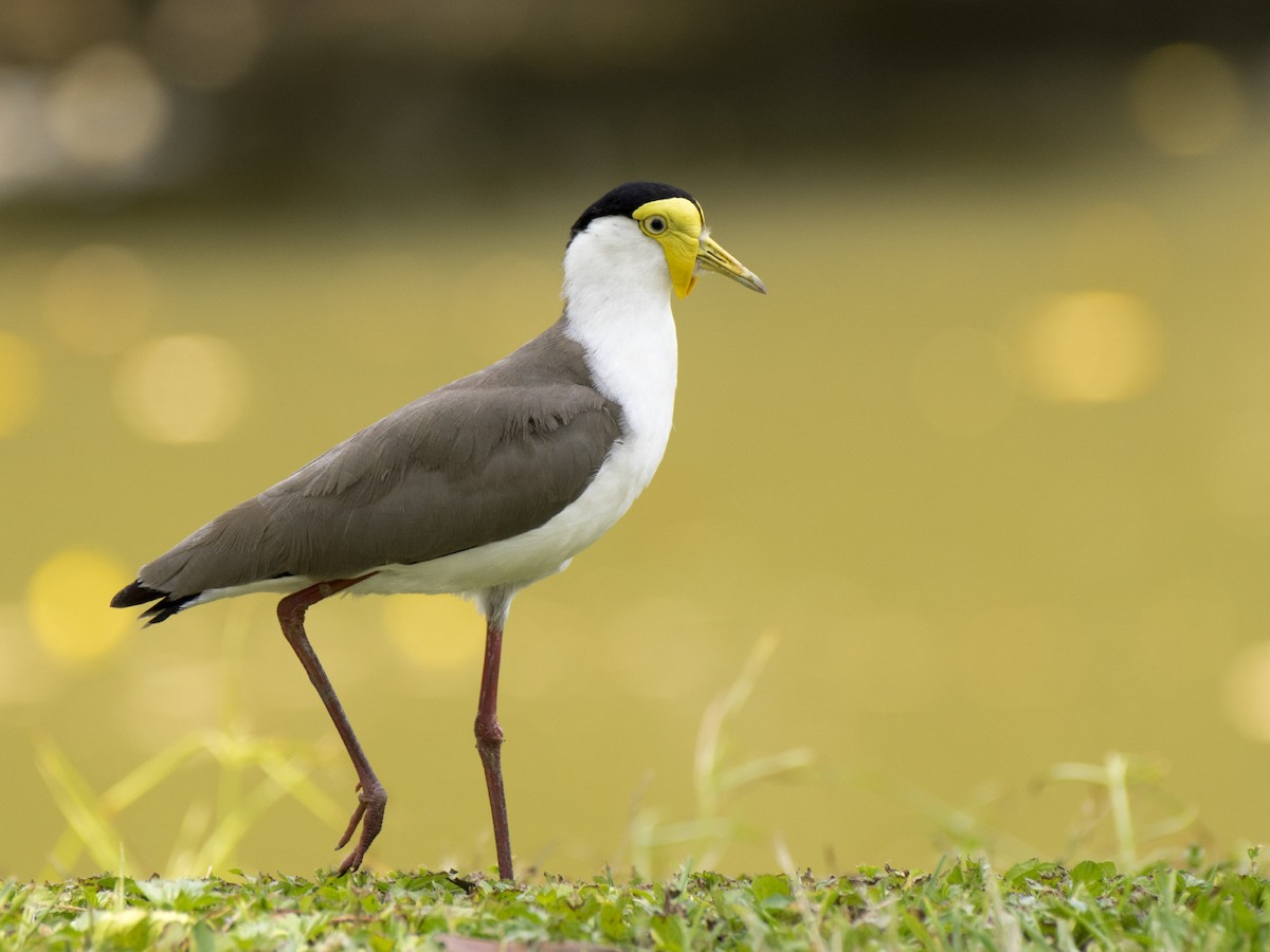 Hegabera maskaraduna - ML646237593