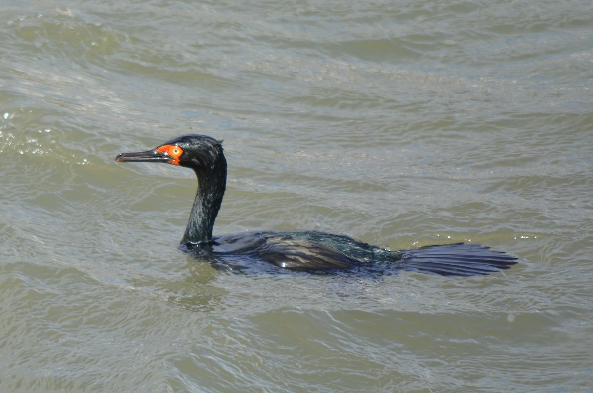 Magellanic Cormorant - ML646237597