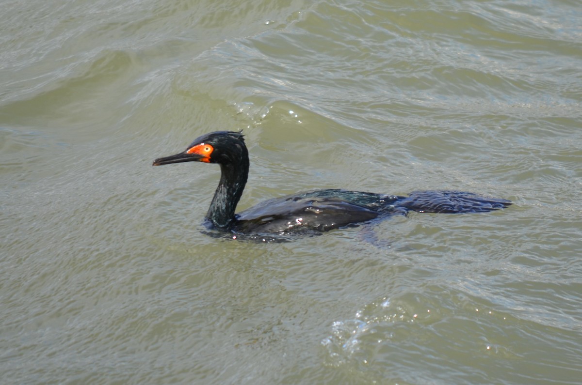 Magellanic Cormorant - ML646237598