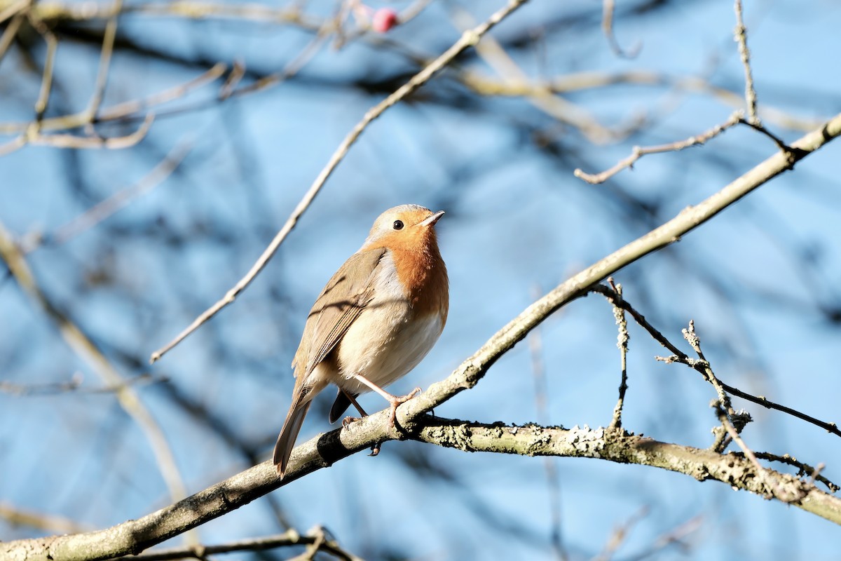 červenka obecná - ML646237599