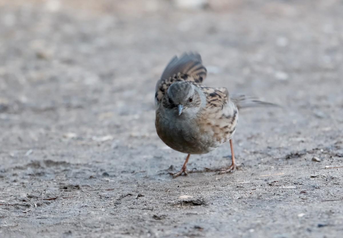 Dunnock - ML646237603