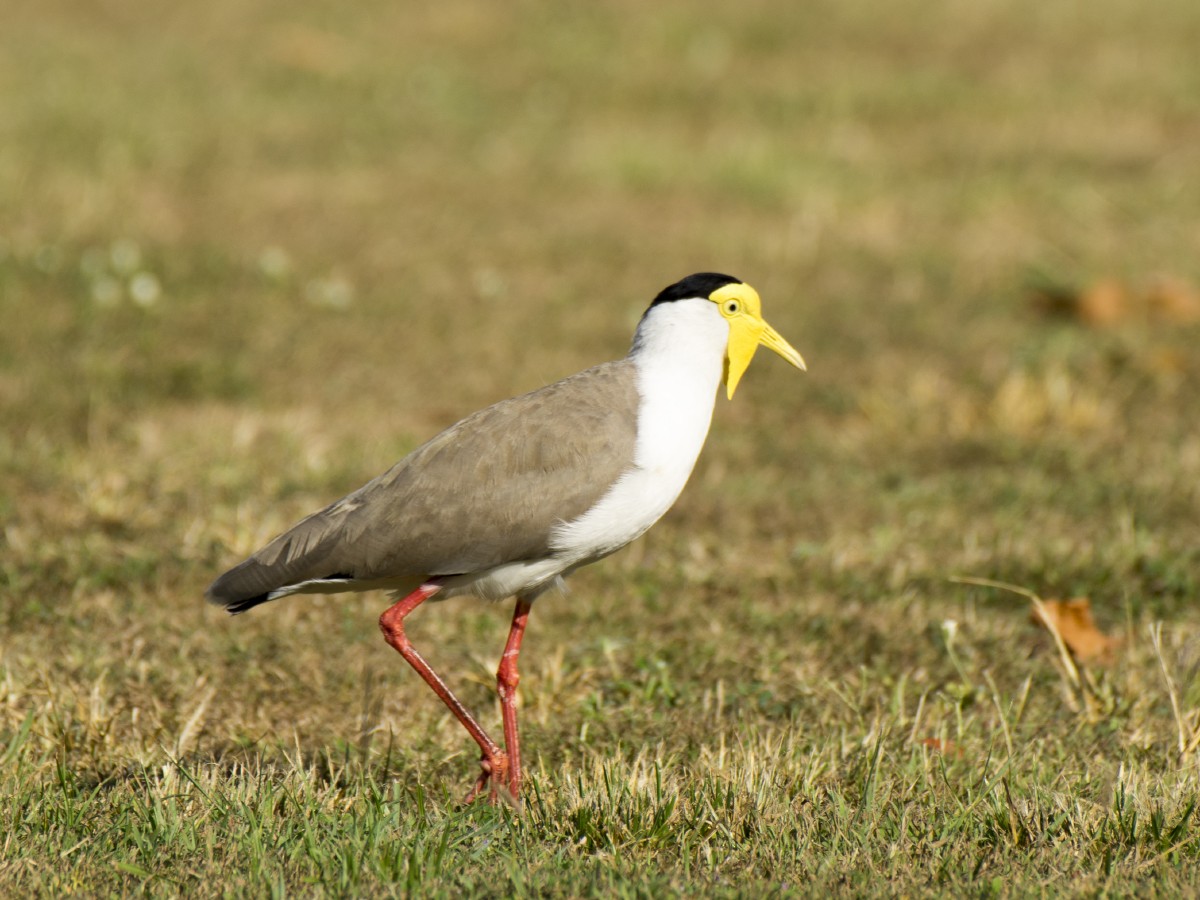 Hegabera maskaraduna - ML646237604