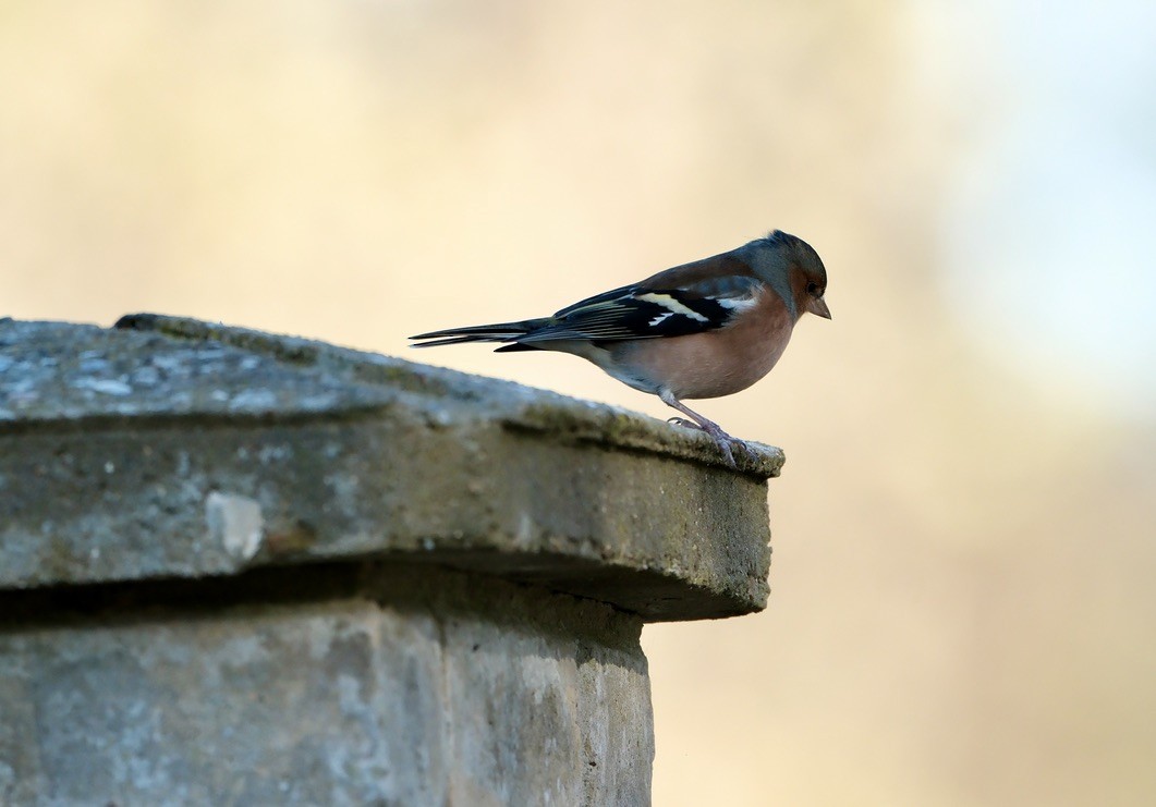 Common Chaffinch - ML646237610