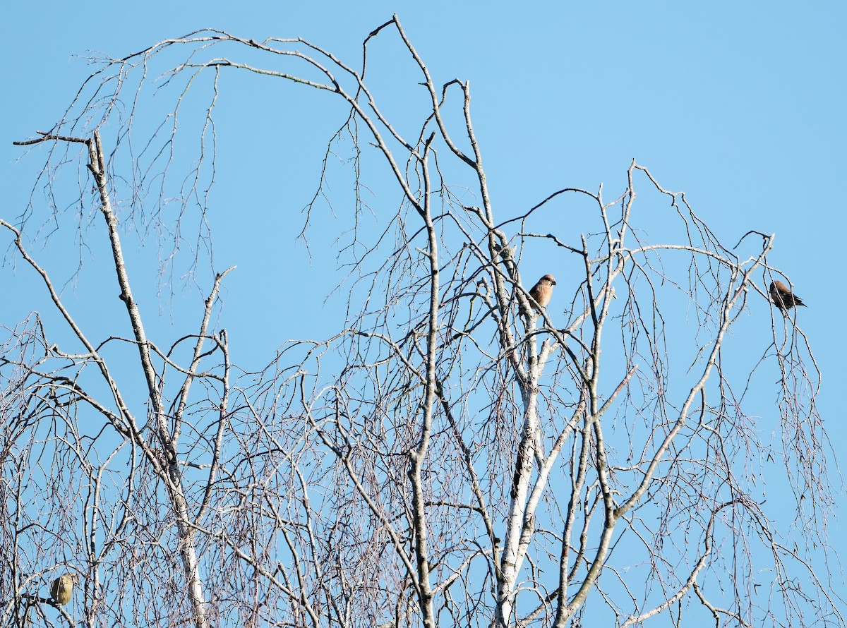 Red Crossbill - ML646237613