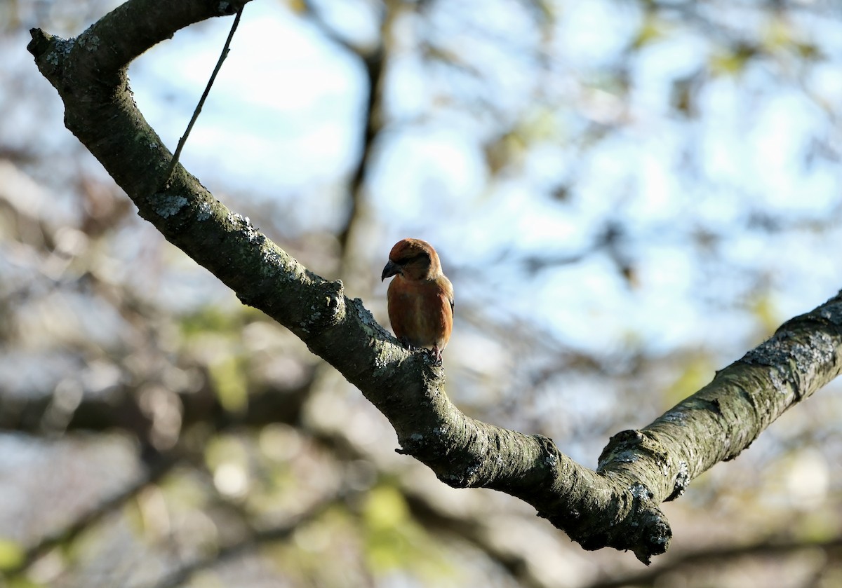 Red Crossbill - ML646237617