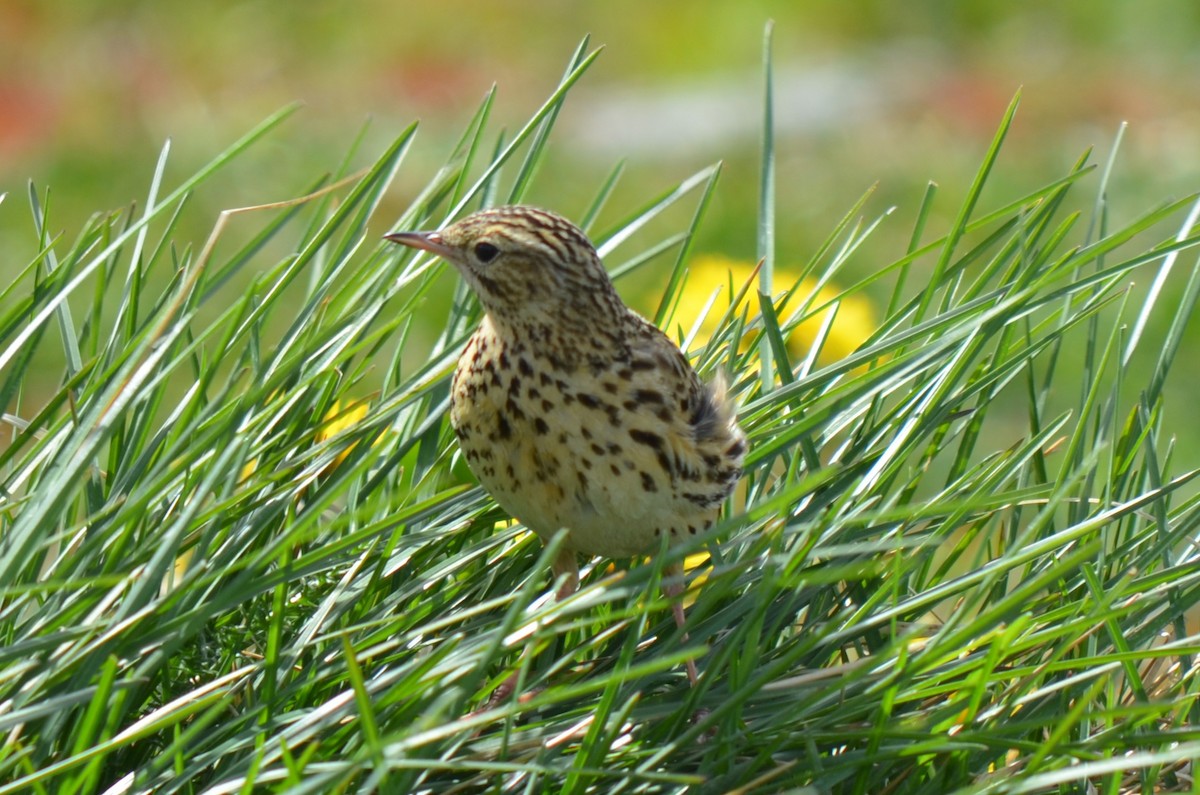 Correndera Pipit - ML646237622