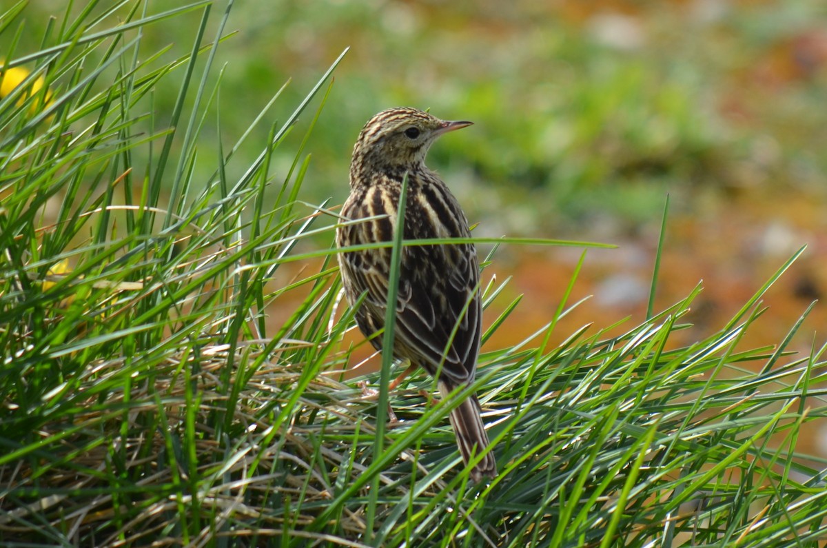 Correndera Pipit - ML646237623