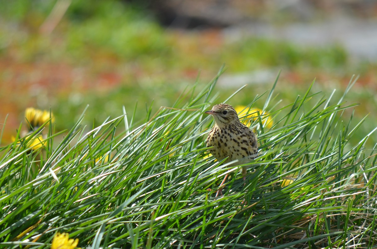 Correndera Pipit - ML646237624