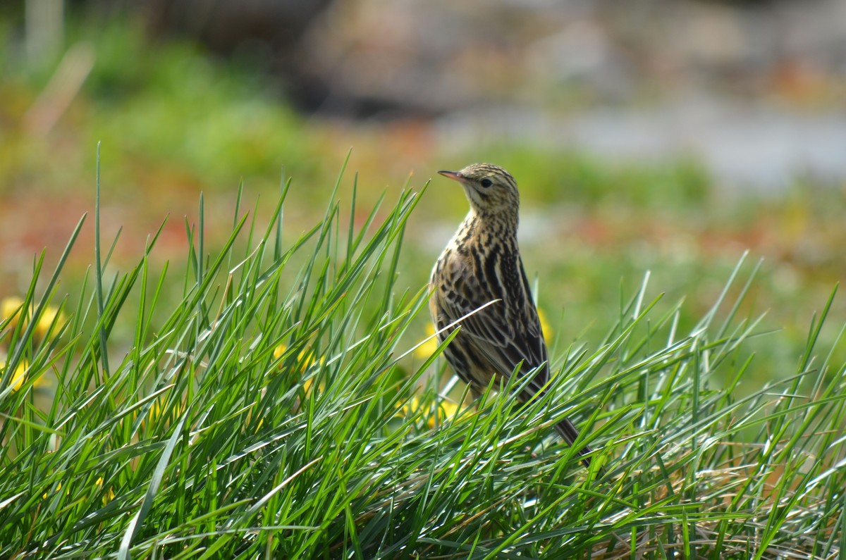 Correndera Pipit - ML646237625