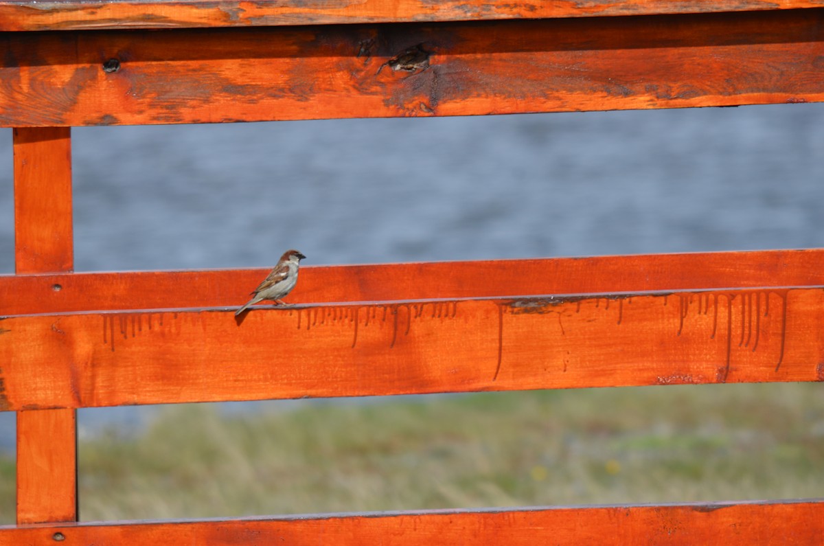 Passera oltremontana - ML646237633