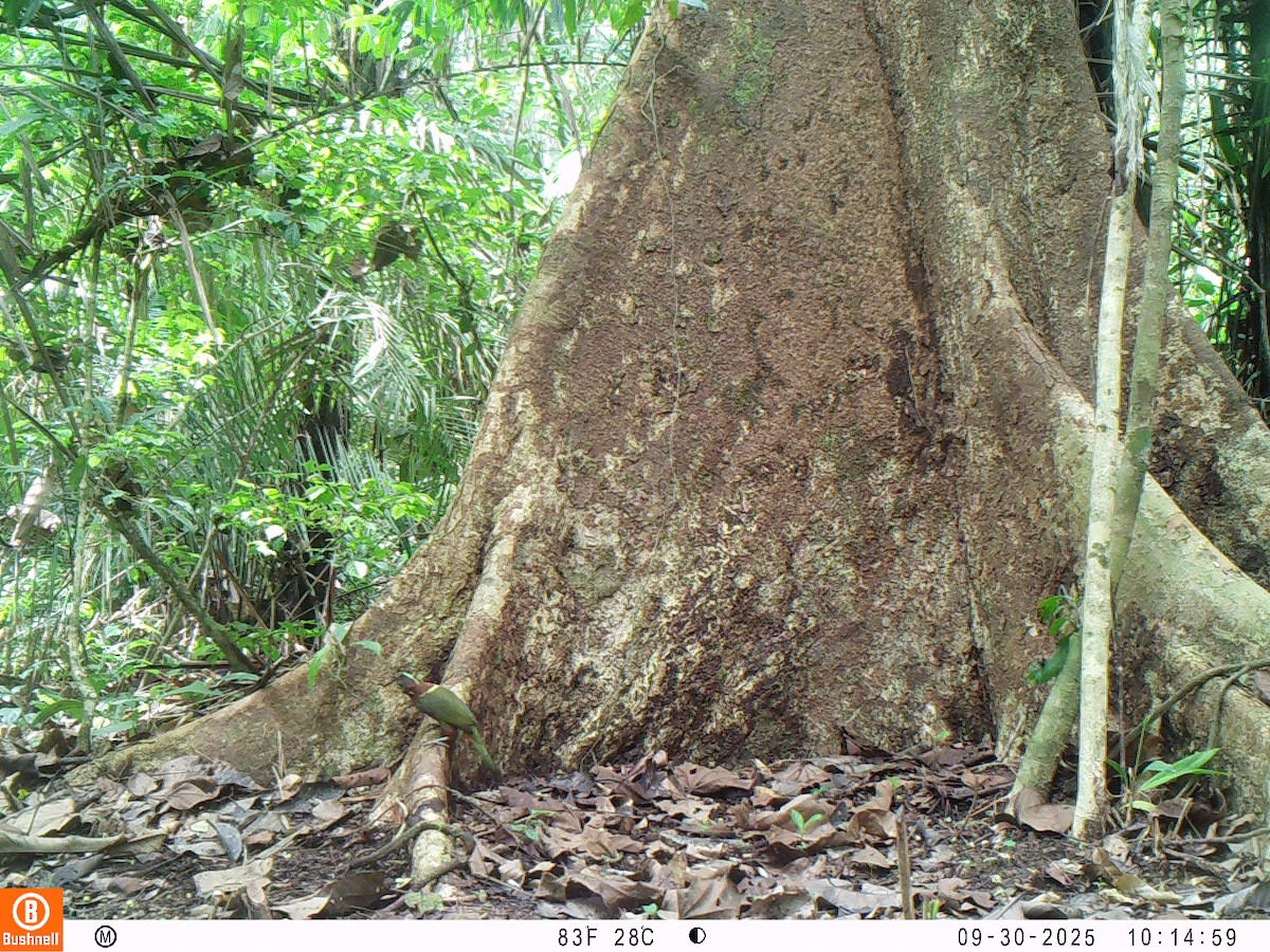 Golden-collared Toucanet - ML646237635