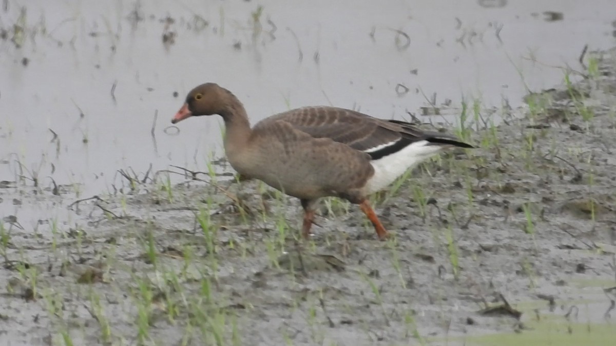 Küçük Sakarca - ML646237637