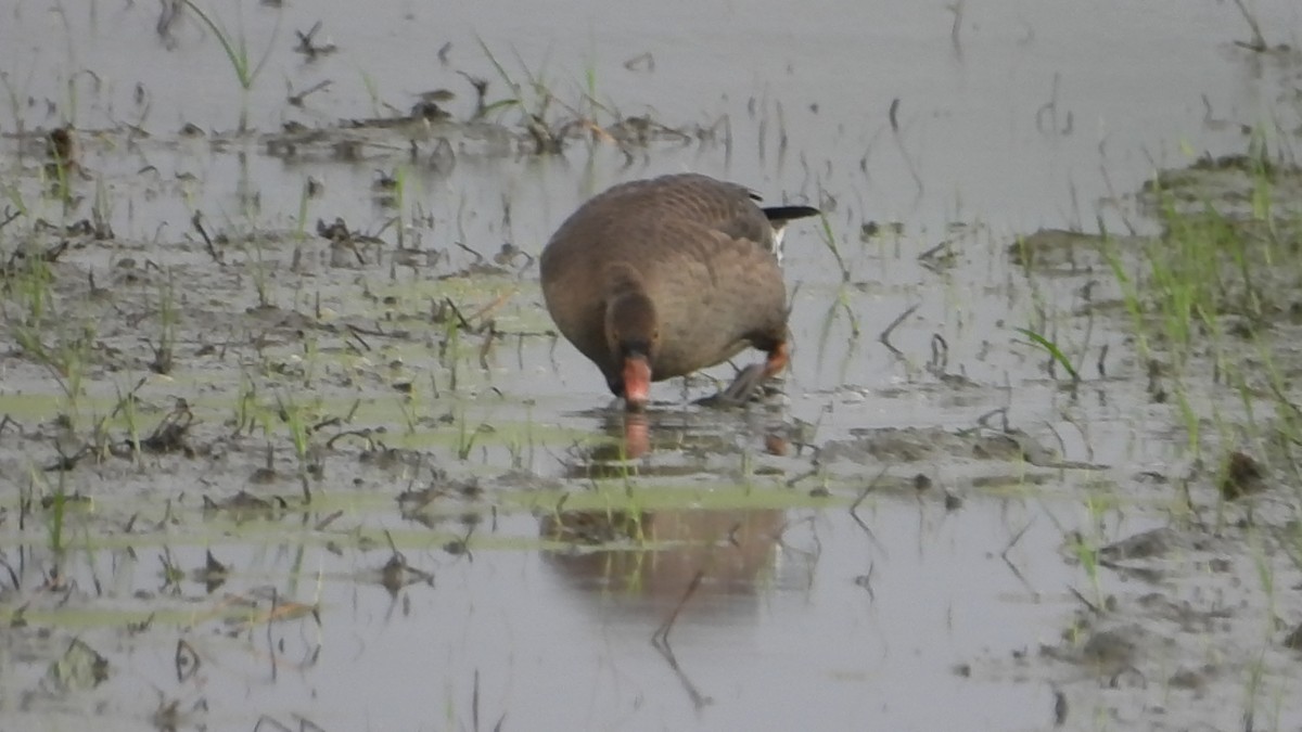 Küçük Sakarca - ML646237638