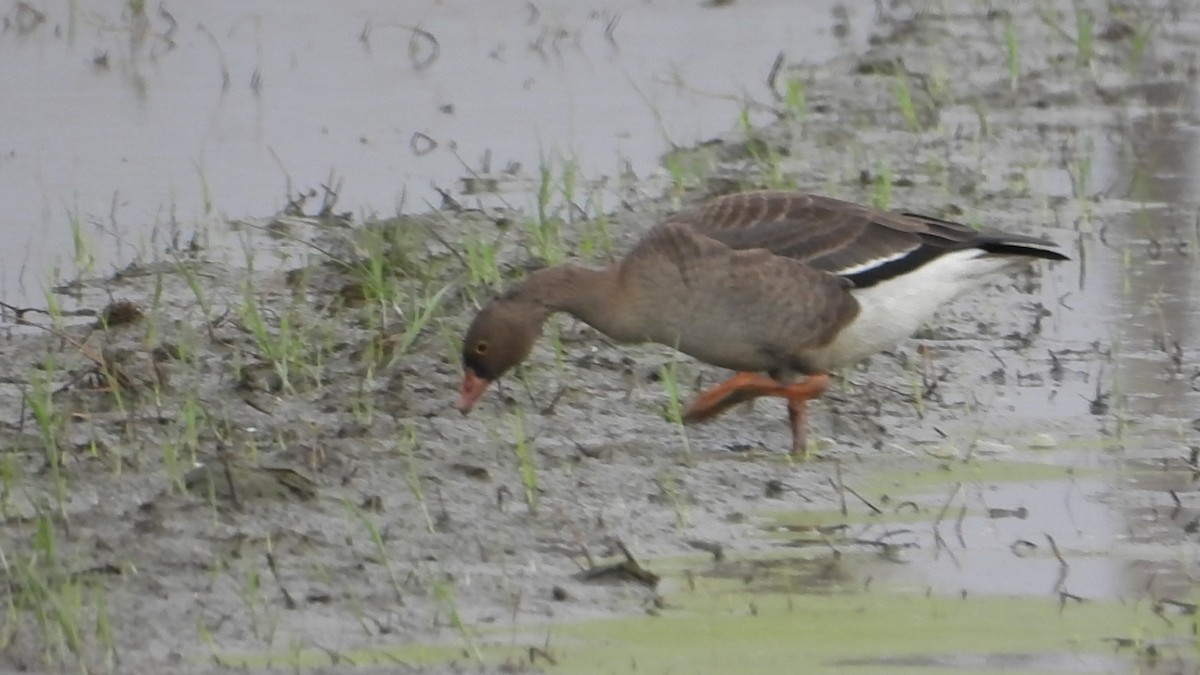 Küçük Sakarca - ML646237639